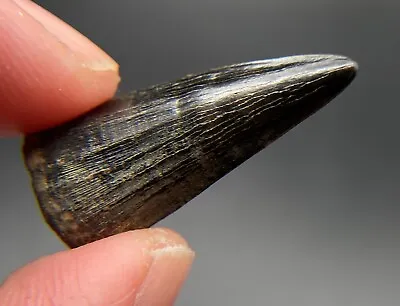 Rare Mosasaur Tooth From Mississippi - Eutaw Formation - 2.8 Cm • $180