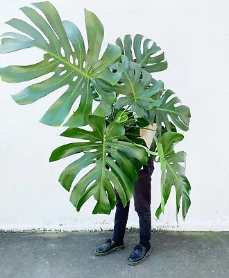 Monstera Deliciosa | 4 Feet Overall Height | 10  Grower  Modern Indoor Live  • $94.95