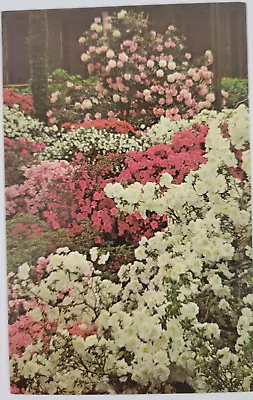 Azalea House Longwood Gardens Kennett Square Pennsylvania Postcard Unposted • $4.99