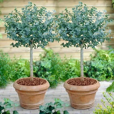 £138.99 • Buy Suttons Eucalyptus Gunnii Cider Gum Tree Patio Standard 2 X 17cm Potted Plants