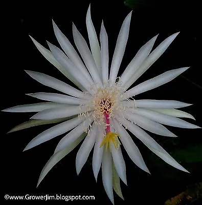 Epiphyllum Hookeri (orchid Cactus) 2-20 Cuttings! • $19.99