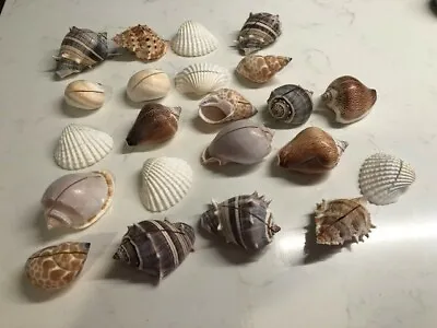 £21.85 • Buy Set Of 22 Wedding Seashell Place Card Holder Sea Shell Authentic Reception Favor