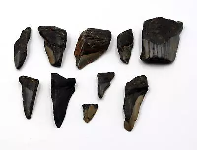 MEGALODON TEETH Lot Of 10 Fossils W/10 Info Cards SHARK #15707 25o • $29.99