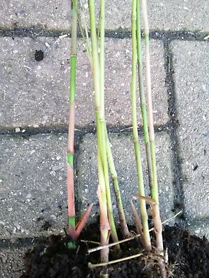 Asian Wonder SMALL CLUMP 3-6 STEMS Pink Bamboo Stems Live Plant • £9.99