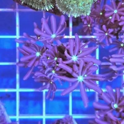 Jasmin Star Polyp Frag Live Soft Coral For Reef Marine Tank Nano Aquarium • £12.95