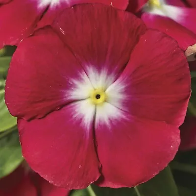 50 Vinca Seeds Vinca Sunstorm Red Halo Annual Flower Seeds • $4.25