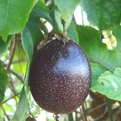 10+Organic Purple Passion Fruit Seeds Vine Passion Flower Seeds USA • $2.39