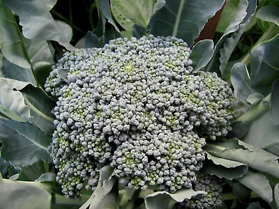 200 Seeds Broccoli Green Sprouting Calabrese • $1