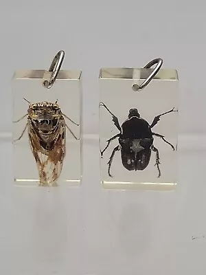 Vintage Real Cicada & Beetle In Clear Lucite Resin Pendants/Keychains • $24.99