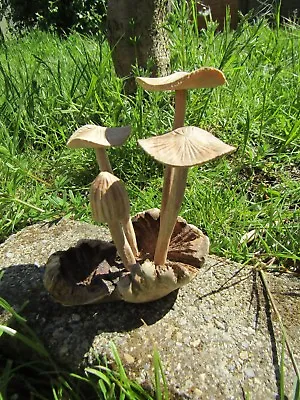 £13.99 • Buy Fair Trade Indonesian Hand Carved Made Wooden Garden Mushrooms Parasite Statue