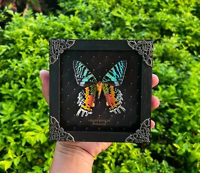 Real Sunset Moth Black Framed Taxidermy Insects Beetles Gothic Decor • $39