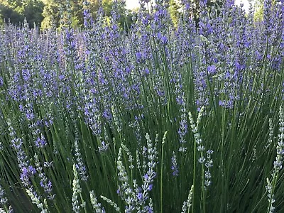 Lavender Live Plants Spa Plants FOR SALE • $8.99