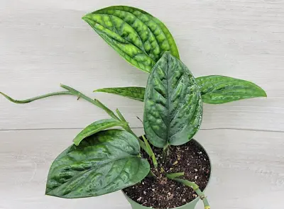 Monstera Peru Rare Monstera Karstenianum Live Houseplant In 4  Pot • $18.99