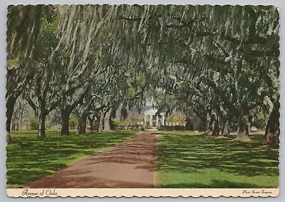 Mt Pleasant South Carolina~Boone Hall Plantation~Oaks Ave~Continental Postcard • $1.35