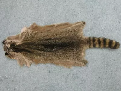 Animal HAIR - On RACOON SKIN ~ 30  To 38  Long U Can Make A Hat. • $77.25