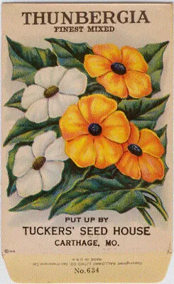 Vintage Flower Seed Packet  THUNBERGIA   1918   NO SEEDS   Original Lithograph • $8