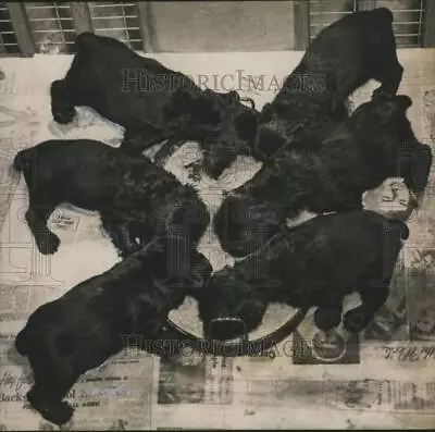 1952 Press Photo Cocker Spaniel Puppies Eating From Large Bowl - Tua88384 • £18.99
