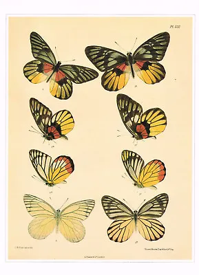 Red-breast Jezebel Butterfly And Others Vintage 1991 Insect Print CNHPB#125 • £3.99