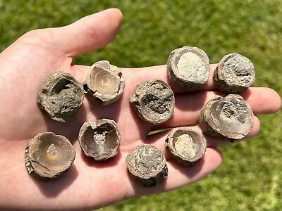 Fossil Shark Vertebrae ONE PER PURCHASE Bones Megalodon Age South Carolina • $3.99