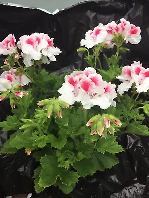 £7 • Buy Pelargonium Geranium Regal ‘First Blush’