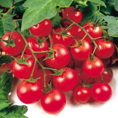 3x Tomato Cherry Gardeners Delight Plug Plants! READY NOW! X3! • £6.99