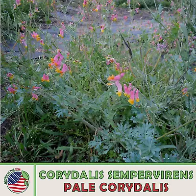 $4.95 • Buy 100 Pale Corydalis Seeds, Corydalis Sempervirens, Rock Harlequin, Native Flower