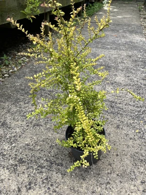 £50 • Buy 10 X Lonicera Baggessens Gold Evergreen Shrub XL Plants PEAT FREE 13cm Pots