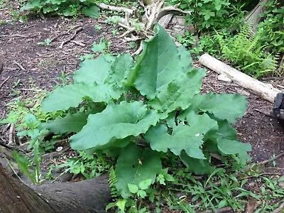 BURDOCK PLANTS 2 Plants Articum Lappa Medicinal Herb Wildcrafted Organic • $17.95