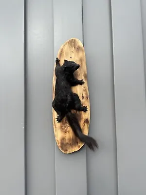 Vintage Beautiful Black Squirrel Taxidermy Wall Mount • $350