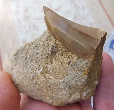 Mosasaur Tooth  (4.1 Cm) - Cretaceous Period - Morocco • $22.37