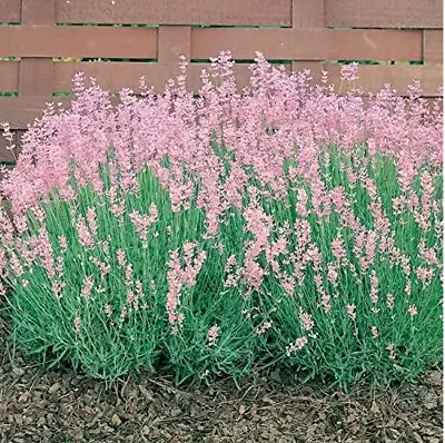 Lavender Rosea Pink - Aromatic Flowering Plant 9cm Pots • £6.50