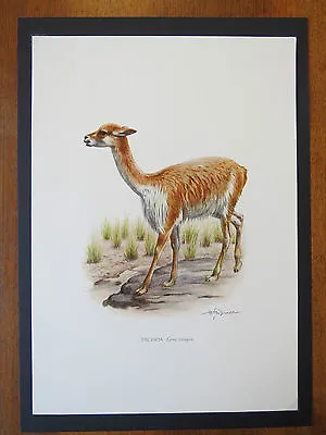 Vintage Print Of Vicuna Educational School Chart Zoology Alpaca  Llama  • $24.63