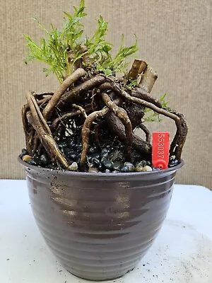 Old Grevillea Robusta Silky Oak Bonsai Tree Sale  • $328