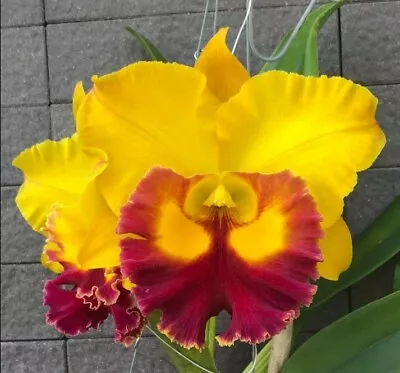 Orchid Cattleya Asian Sunrise Mericlone • $15