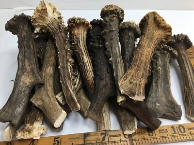£6.48 • Buy Roe Deer Antler Dog Chews  NATURAL / HOME DECOR / Taxidermy / RPG