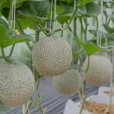 Honey Rock Melon - Cantaloupe Seeds - Organic Seeds - Heirloom Seeds • $17.99