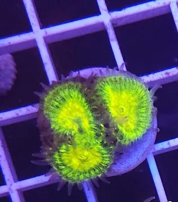 Live Coral Robbie's Corals Super Highlighter Favia Brain Coral Frag 3/4 -1  • $22.99