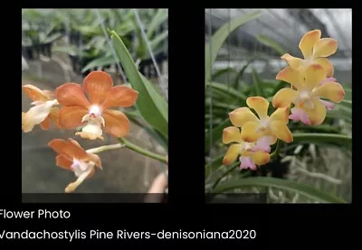 Vanda Pine River X V. Denisoniana Hybrid Orchid   Fragrant Blooming Size • $40