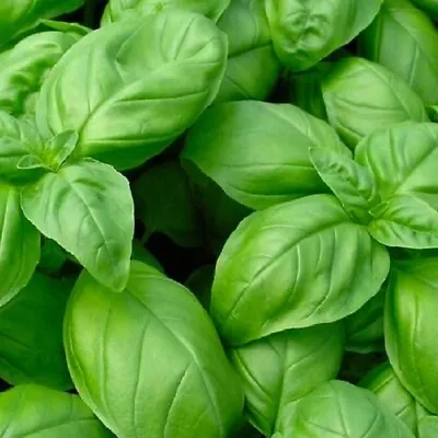 Genovese Basil Seeds | NON-GMO | Heirloom | Fresh Garden Seeds • $160