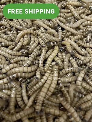 1000 Live Superworms Large 1.5 -2  Ships Same Day! • $39.99