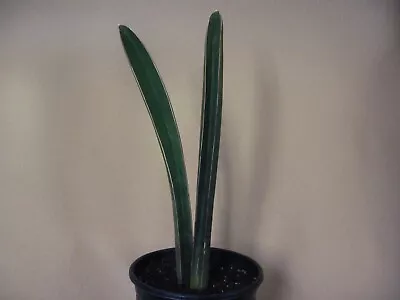 Sansevieria Hallii  Blue Bat  -- Very Rare Succulent • $24.99