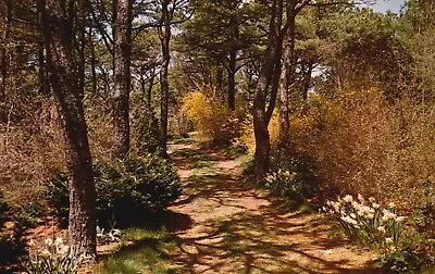 Postcard MA Chatham Cape Cod Daffodil Gardens Path Rolf Sylvan Vintage PC J2825 • $2