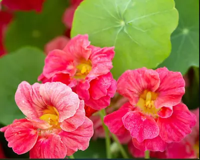 Nasturtium JEWEL CHERRY ROSE Vine Edible Fragrant Hummingbirds Non-GMO 10 Seeds • $4.98