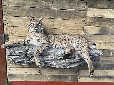 Bobcat Taxidermy Rock Wall Mount Custom Wildlife Fur Hunting Decor Full Body • $1999.99