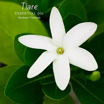 Rare Tiare Essential Oil (Gardenia Taitensis). 100% Pure And Natural. • $59.99