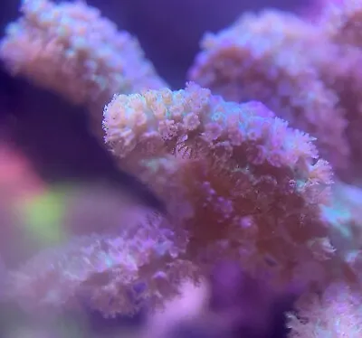 Finger Leather Coral - Green/purple - Regular Frag - Soft Coral - Marine Corals • £24.99