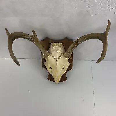 VTG 6Pt Deer Antler Trophy Mount Wood Plaque Man Cave Taxidermy NY Whitetail 70s • $59.99