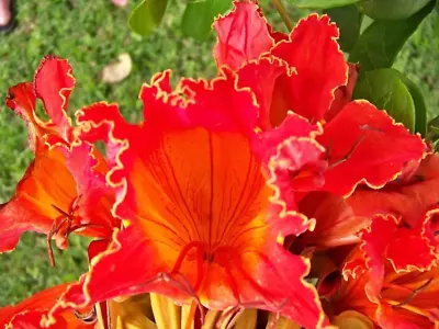 15 Red AFRICAN TULIP TREE Fire Tree Flame Of Forest Spathodea Campanulata Seeds • $3