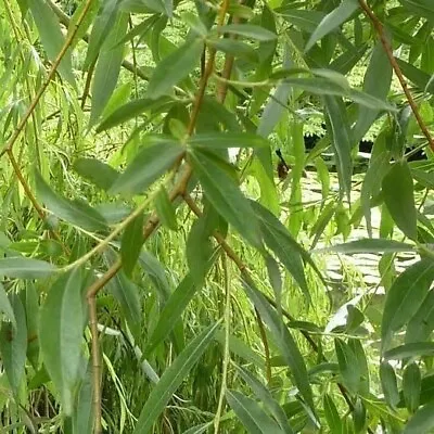 3 Golden Willow 3-4ftSalix Alba Vitellina Hedging PlantsQuick Growing Screen • £15.99