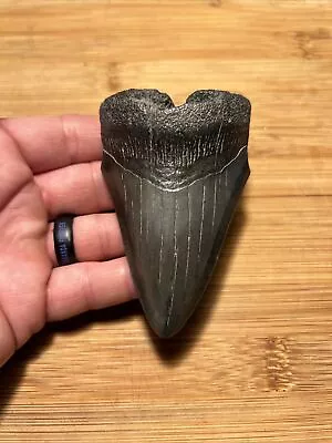 Shiny 3.71” Megalodon Tooth No Restoration 100% Natural • $8.50